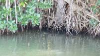 Mangroven auf dem Black River